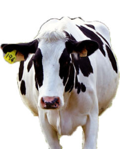 segnali dalla vacca