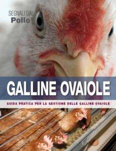galline ovaiole