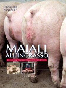 maiali all'ingrasso