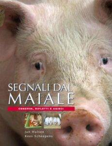 segnali dal maiale