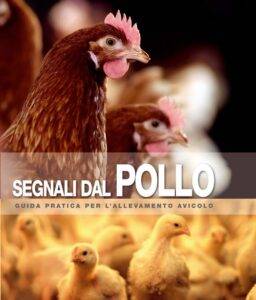 segnali dal pollo