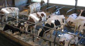 progettazione di una stalla produttiva