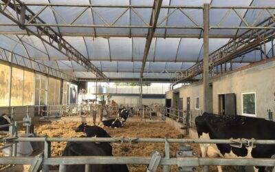 Stress Free Calving Line: la soluzione a molti problemi nel periparto