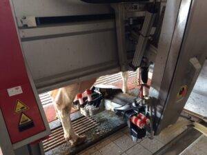 robot di mungitura
