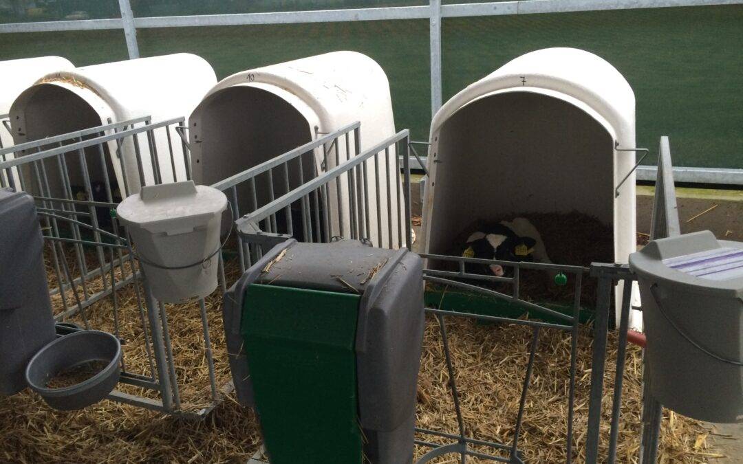 Come le strutture impattano sulla salute dei vitelli